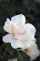 Rosa 'Ophélie' - Rosier buisson