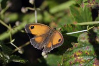 Papillon Gatekeeper - Pyronia tithonus reposant sur Rubus - Bramble