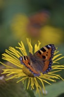 Inula hookeri avec petit papillon écaille - Aglais urticae pollinisant