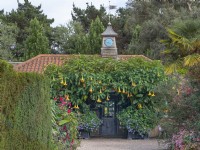 Pots avec Brugmansia x candida 'Grand Marnier' - Angel's Trumpet East Ruston Old Vicarage Gardens Septembre