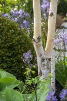 Écorce de bouleau multi-tiges avec Camassia - Abigail's Footsteps, RHS Malvern Spring Festival 2022