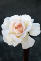 Rosa 'Ophélie' - Rosier buisson
