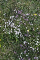 Asperula cynanchica - Squinancywort poussant avec Thymus praecox - Thym sur les terres calcaires