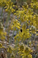 Allium flavum - oignon jaune ou ail à fleurs jaunes