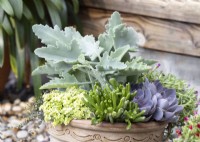 Cache-pot avec plantes succulentes, été août