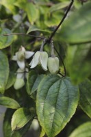 Clematis yunnanensis 'Beauté d'hiver'