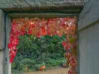 Parthenocissus quinquefolia - vigne vierge sur le mur de la maison