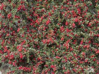Cotoneaster adpressus var praecox grandir mur de jardin