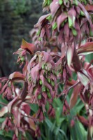 Beschorneria yuccoides - Lys mexicain