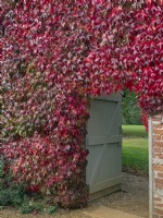 Parthenocissus quinquefolia - vigne vierge sur le mur de la maison