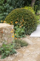 Dôme de Taxus baccata avec Geum 'Totally Tangerine' - Une évasion paisible, RHS Malvern Spring Festival 2022