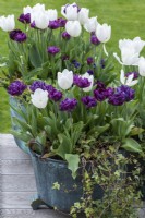 Tulipes 'White Dream' mélangées à des tulipes marron 'Alison Bradley', dans des pots en cuivre vintage.