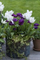 Tulipes 'White Dream' mélangées à des tulipes marron 'Alison Bradley', dans un pot en cuivre vintage.