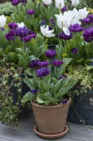 Tulipes 'Alison Bradley' marron, dans des pots vintage en cuivre et en terre cuite.