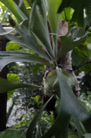 Platycerium bifurcatum qui a été greffé sur la plante hôte - Ficus lyrata
