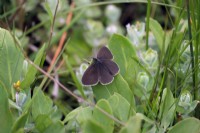 Papillon satyre - Aphantopus hyperantus