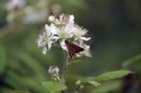 Petit papillon Skipper - Thymelicus sylvestris se nourrissant de Bramble - Blackberry flower - Rubus fruticosus