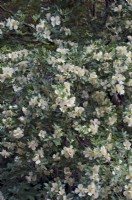 Eucryphia glutinosa - Brush Bush ou Nirrhe