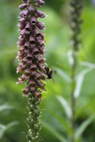 Digitalis parviflora avec nectar Buff-tailed Bumblebee - Bombus terrestris