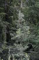 Hymenoscyphus fraxineus - Ash Diback dans un jeune arbre montrant le dépérissement et les tentatives de repousse