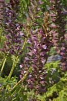 Acanthus hungaricus - Culotte d'ours