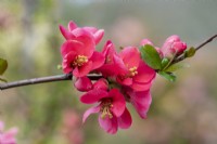 Chaenomeles speciosa 'Umbilicata', coing japonais, un arbuste épineux, caduc, étalé avec des grappes de jolies fleurs au printemps, suivies de fruits.