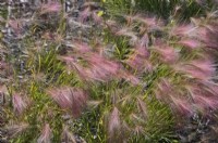 Muhlenbergia capillaris - Muhly herbe