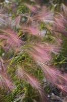 Muhlenbergia capillaris - Muhly herbe