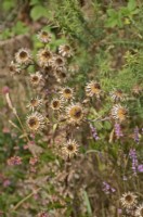 Carlina vulgaris - East Budleigh commun, Devon UK
