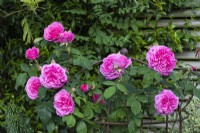 Formé sur un obélisque, Rosa 'Gertrude Jekyll', une rose David Austin très parfumée élevée en 1986, l'une des premières à fleurir chaque saison.