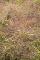 Eragrostis spectabilis, été août