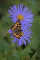 Aster x frikartii 'Monch' avec petit papillon écaille - Aglais urticae pollinisant