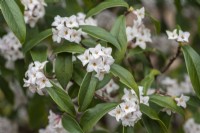 Daphne bholua 'Spring Herald', arbuste semi-persistant très parfumé qui fleurit en hiver à partir de février.