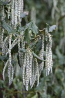Garrya elliptica, gland de soie, un arbuste à feuilles persistantes avec de longs glands argentés et soyeux en hiver.
