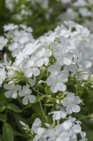Phlox paniculata 'White Admiral', phlox parterre de fleurs, une grande vivace herbacée fleurissant en été.