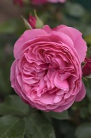 Rosa 'Léonard de Vinci' - Meiangele