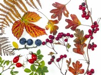 Baies d'aubépine Crataegus monogyna, prunellier Prunus spinosa,broche;Rosa canina - Cynorrhodons de chien, feuilles de ronce Rubus fruticosus et Bracken