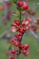 Chaenomeles japonica 'Sargentii', coing japonais ou à fleurs, un arbuste à feuilles caduques et étalé avec des grappes de jolies fleurs au printemps.