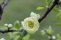 Chaenomeles speciosa 'Kinshiden', coing japonais, un arbuste épineux, à feuilles caduques, étalé avec des grappes de fleurs doubles verdâtres au printemps.