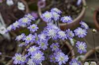 Hepatica japonica f. Magna 'Saison'