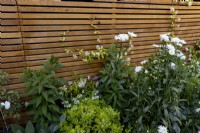 Leucanthemum 'Wirral Supreme', Pittisporum 'Nanum' en parterre d'été avec clôture en bois contemporaine