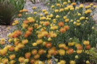 Leucospermum cuneiforme, coussinet verruqueux, arbuste touffu persistant à fleurs jaune doré en hiver, originaire d'Afrique du Sud.