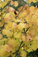 Acer x conspicuum 'Candy Stripe' - Feuillage d'érable Snakebark en automne