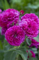 Rosa 'Frilly Cuff' (Beajingle), une rose classique moderne portant des masses de fleurs doubles parfumées du début de l'été.
