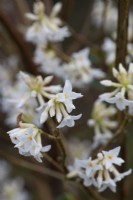 Daphne bholua, plante à papier népalaise, un arbuste aux grappes de fleurs blanches richement parfumées, rincées de rose pâle, en hiver.