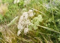 Ligusticum lucidum, été juin