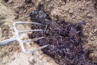 Enfoncer des algues dans un sol sablonneux