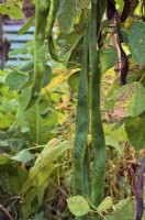 Cultiver des Phaseolus coccineus extra longs - Haricots d'Espagne pour montrer.