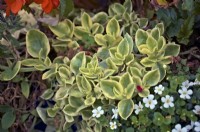 Aptenia cordifolia variegata 'Crystal' - Usine de glace Heartleaf
