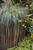 Acorus gramineus 'Ogon' en jardinière faite de fines branches taillées. Avec Geum 'Lady Stratheden'. Été. Mai.